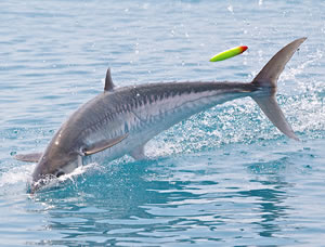 Kingfish Fishing - Fishing Charter Jupiter & Palm Beach