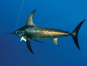 Swordfish Fishing - Jupiter, Palm Beach Florida