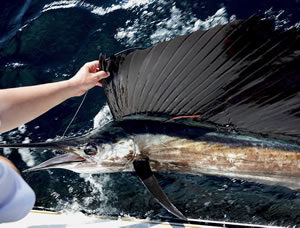 Target Species - Jupiter, Palm Beach Florida Fishing Charters