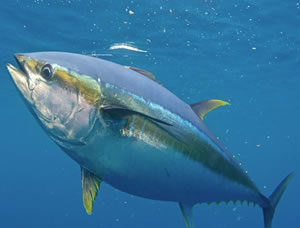 Tuna Fishing - Jupiter, Palm Beach Florida